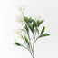 12 x Stephanotis Spray