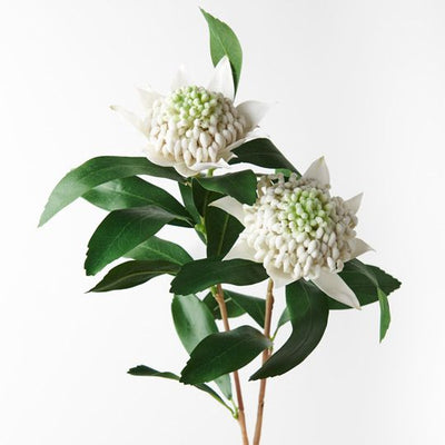 6 x Waratah Spray x2