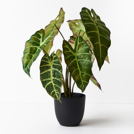 Alocasia Plant Pack of 2