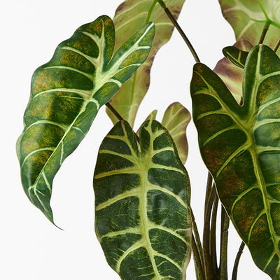 Alocasia Plant Pack of 2