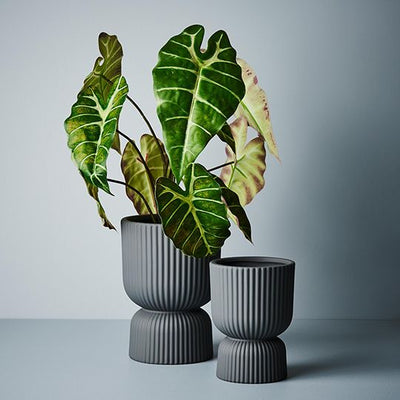 Alocasia Plant Pack of 2