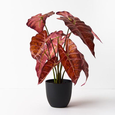 Alocasia Plant Pack of 2