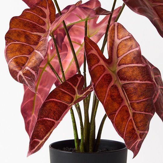 Alocasia Plant Pack of 2