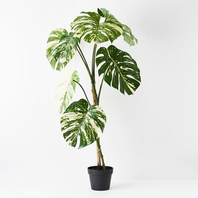 2 x Monstera Vine Plant