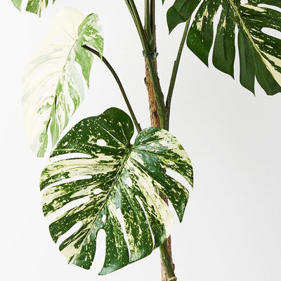 2 x Monstera Vine Plant