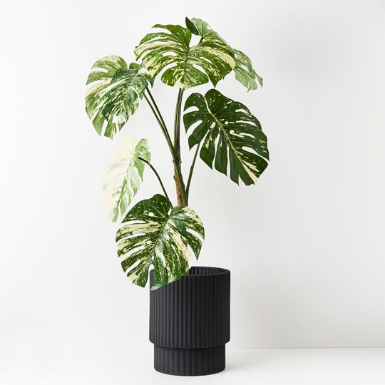 2 x Monstera Vine Plant