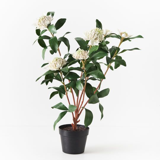 Waratah Plant Pack of 1