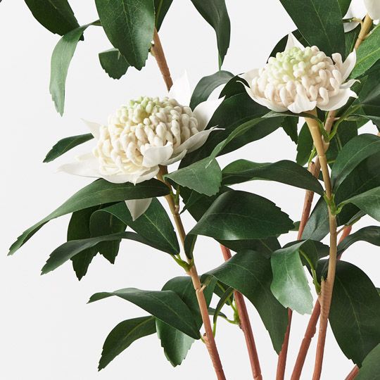 Waratah Plant Pack of 1