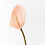 12 x Anthurium