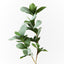 12 x Pittosporum Leaf Spray