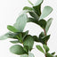 12 x Pittosporum Leaf Spray