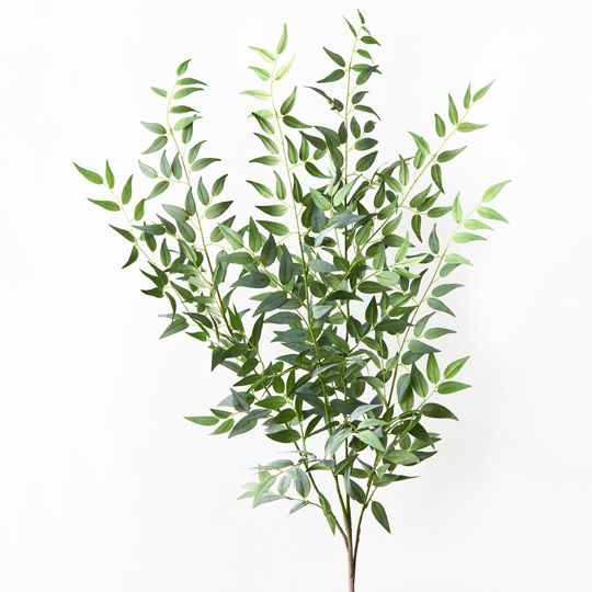 Ruscus Italian Bush Pack of 6