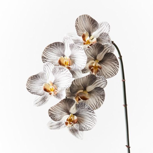 12 x Orchid Phalaenopsis Infused x6