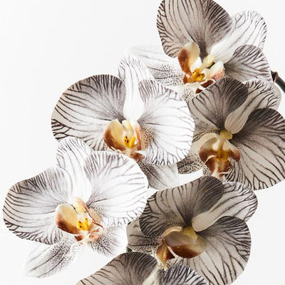 12 x Orchid Phalaenopsis Infused x6