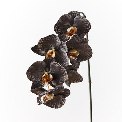 12 x Orchid Phalaenopsis Infused x6