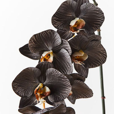 12 x Orchid Phalaenopsis Infused x6