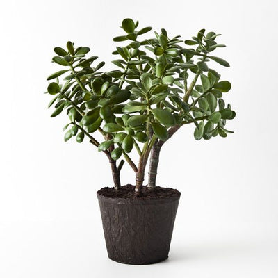 Jade Plant Pack of 1