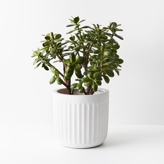 Jade Plant Pack of 1