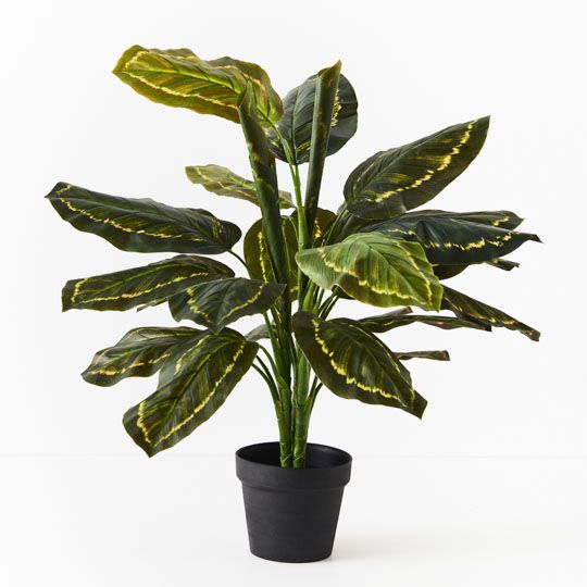 Calathea Plant Pack of 2