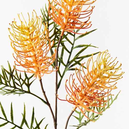 12 x Grevillea Spray