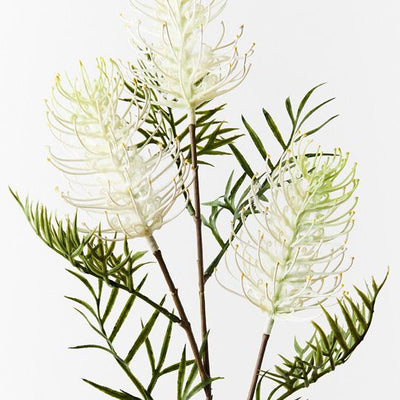 12 x Grevillea Spray