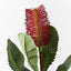 12 x Banksia Robur