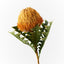 12 x Banksia Acorn