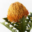 12 x Banksia Acorn
