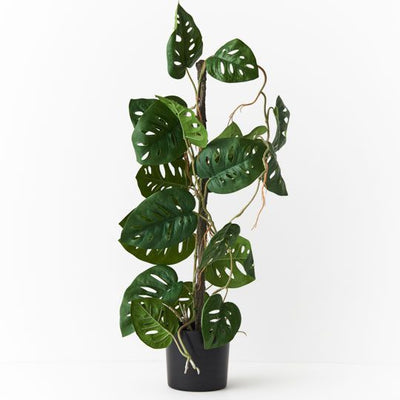 Monstera Adansonii Vine Plant Pack of 2