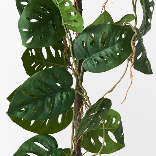 Monstera Adansonii Vine Plant Pack of 2