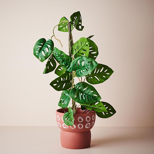 Monstera Adansonii Vine Plant Pack of 2