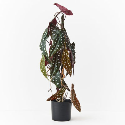 Begonia Maculata Vine Plant Pack of 2