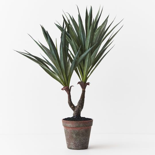 Agave Sisalana Plant Pack of 4