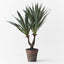 Agave Sisalana Plant