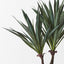 Agave Sisalana Plant