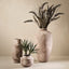 Agave Sisalana Plant