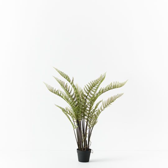 Fern Mountain Plant Pack of 2