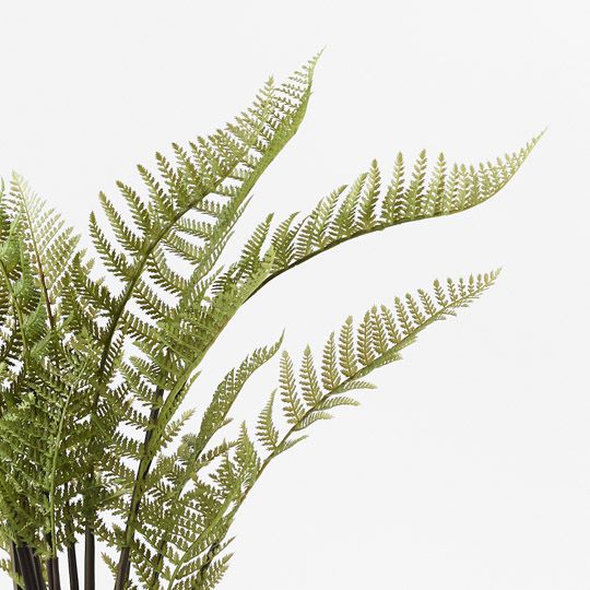 Fern Mountain Plant Pack of 2