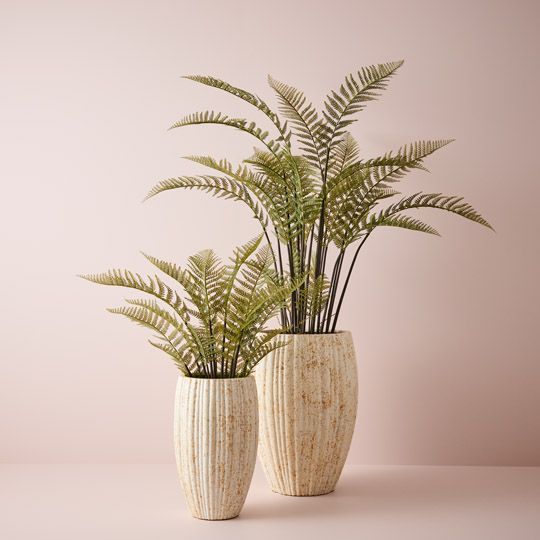 Fern Mountain Plant Pack of 2