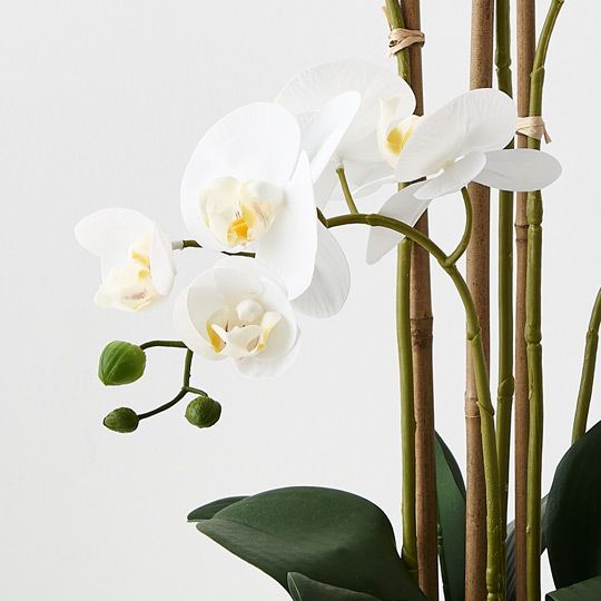 2 x Orchid Phalaenopsis in Bowl