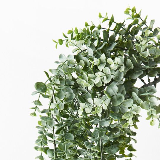 6 x Eucalyptus Hanging Bush