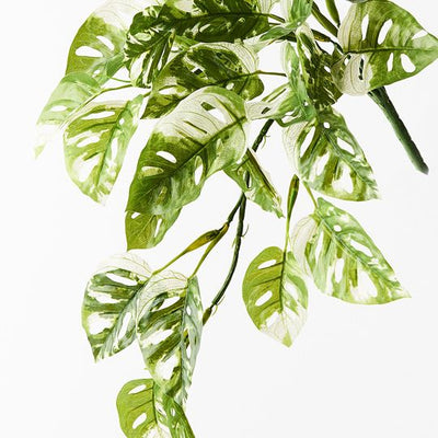 Monstera Adansonii Hanging Bush Pack of 6