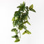 Monstera Adansonii Hanging Bush Pack of 6