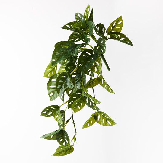 Monstera Adansonii Hanging Bush Pack of 6