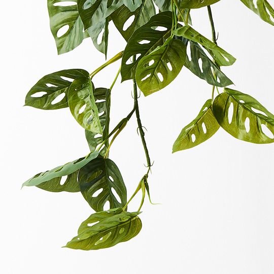 Monstera Adansonii Hanging Bush Pack of 6