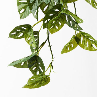 Monstera Adansonii Hanging Bush Pack of 6