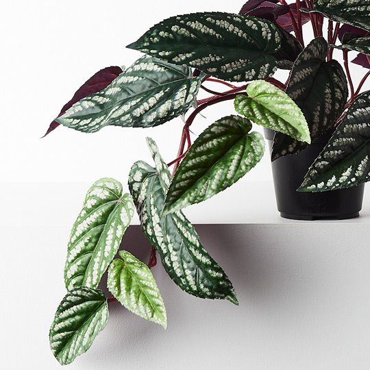 Begonia Rex Hanging Bush in Pot Pack of 4