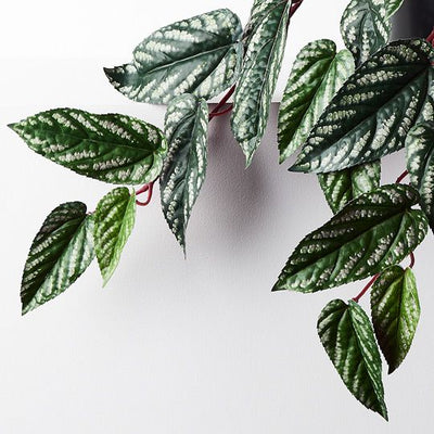 Begonia Rex Hanging Bush in Pot Pack of 2