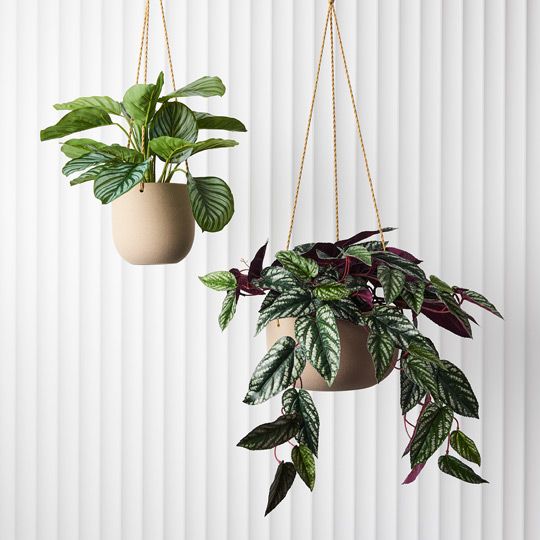 Begonia Rex Hanging Bush in Pot Pack of 2