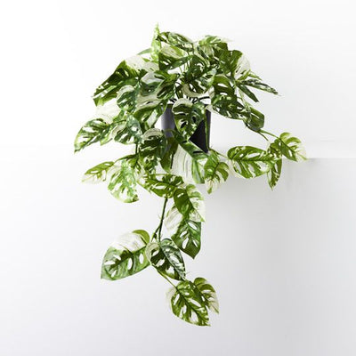 Monstera Adansonii Hanging Bush in Pot Pack of 2